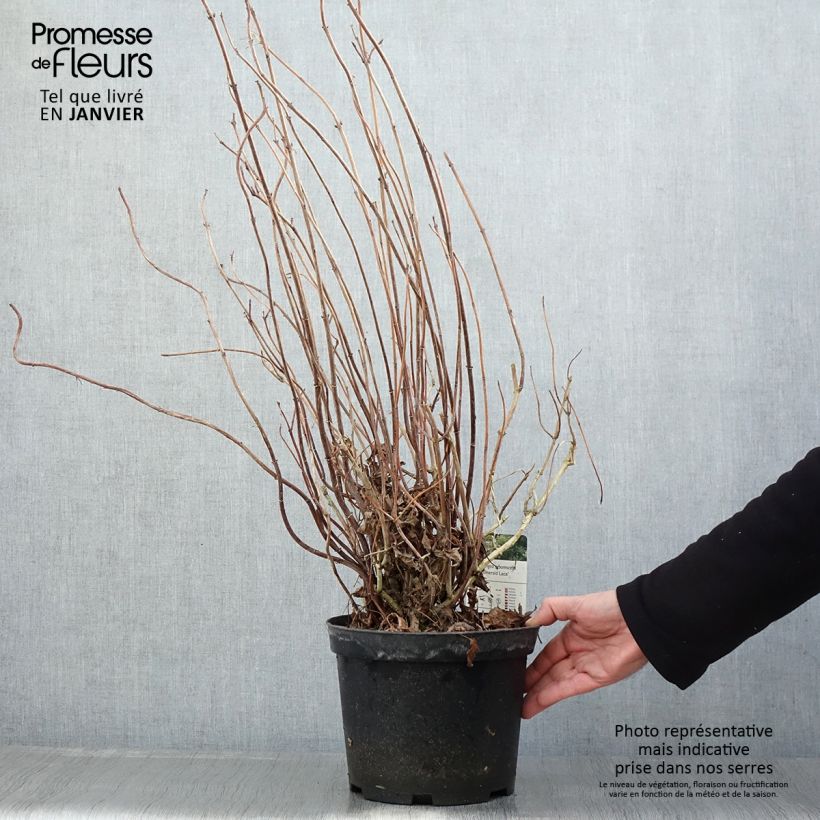 Hortensia arborescens Emerald lace Maceta 4L/5L Ejemplar entregado en invierno