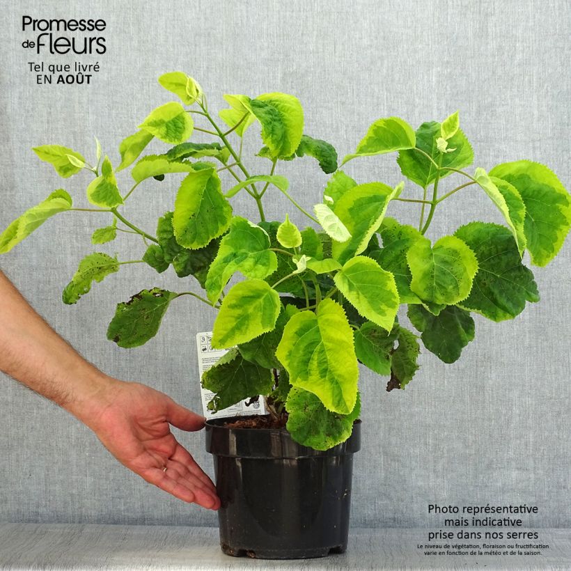 Ejemplar de Hortensia arborescens Golden Annabelle Maceta 3L/4L entregado en verano