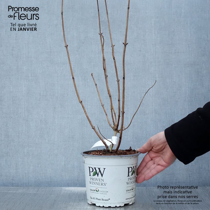 Hortensia arborescens Pink Annabelle Maceta 2L/3L Ejemplar entregado en invierno