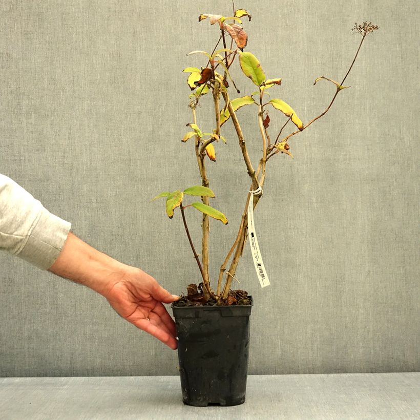 Ejemplar de Hortensia aspera Anthony Bullivant - Hydrangea Maceta 1,5L/2L entregado en otoño