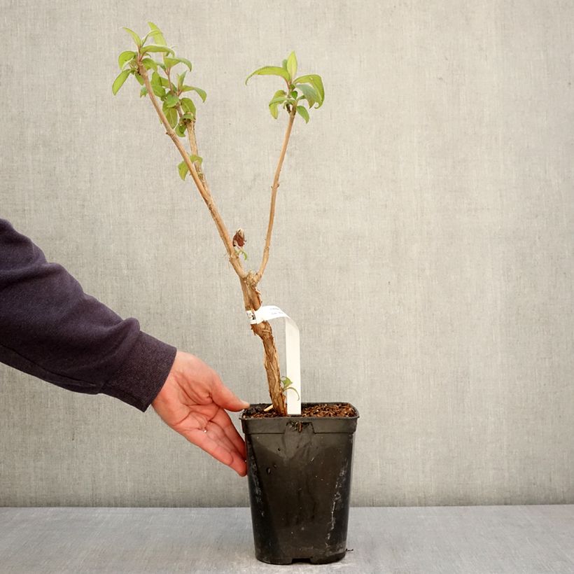 Hortensia aspera Anthony Bullivant - Hydrangea Maceta 1,5L/2L Ejemplar entregado en la primavera