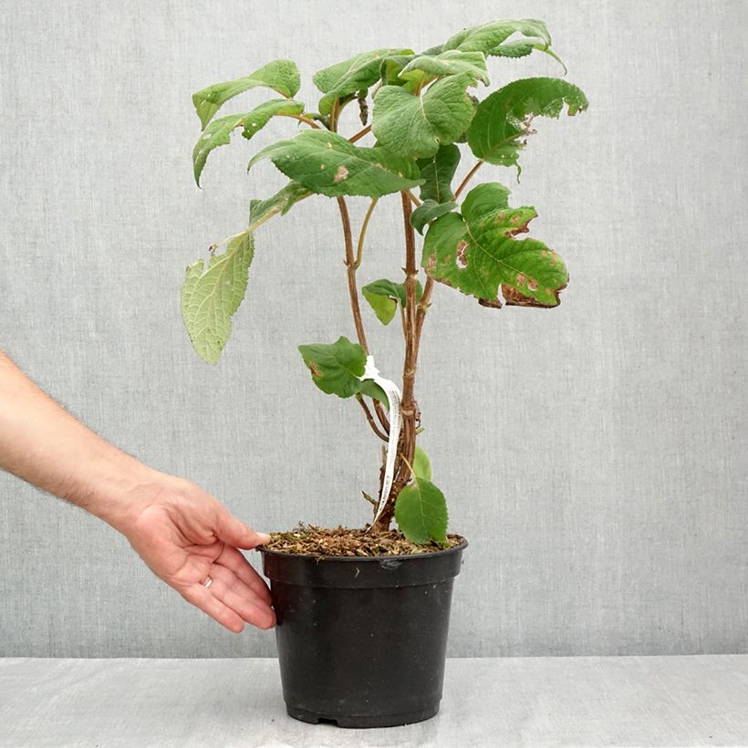 Ejemplar de Hortensia aspera Bellevue - Hydrangea Maceta 4L/5L entregado en verano