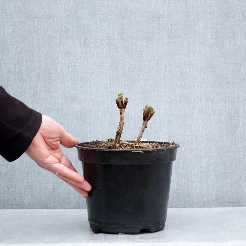 Hortensia aspera Bellevue - Hydrangea Maceta 4L/5L Ejemplar entregado en la primavera