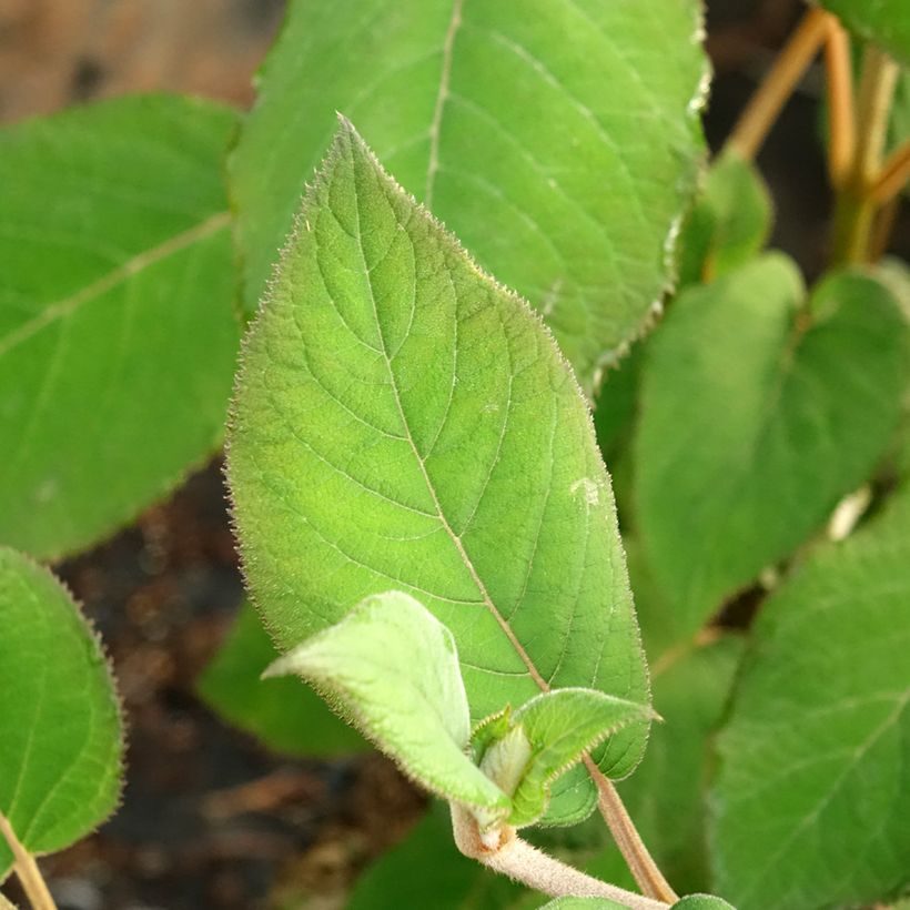 Hortensia aspera Bellevue - Hydrangea (Follaje)
