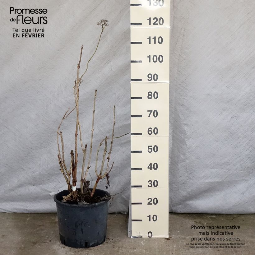 Hortensia aspera Macrophylla - Hydrangea Maceta 12L/15L Ejemplar entregado en invierno