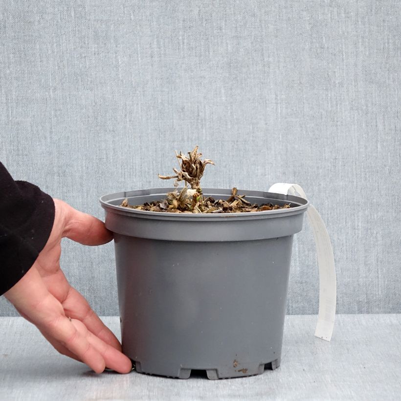 Hortensia aspera subsp.sargentiana - Hydrangea Maceta 3L/4L Ejemplar entregado en la primavera