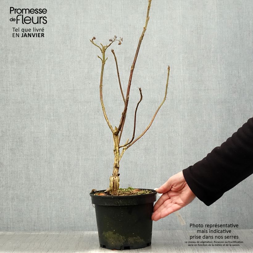 Hortensia aspera Velvet & Lace - Hydrangea Maceta 4L/5L Ejemplar entregado en invierno