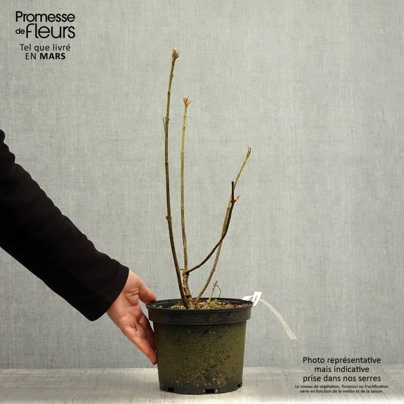 Hortensia aspera Velvet & Lace - Hydrangea Maceta 4L/5L Ejemplar entregado en la primavera