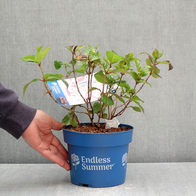 Hydrangea macrophylla Endless Summer Pop Star - Hortensia Maceta 3L/4L Ejemplar entregado en la primavera