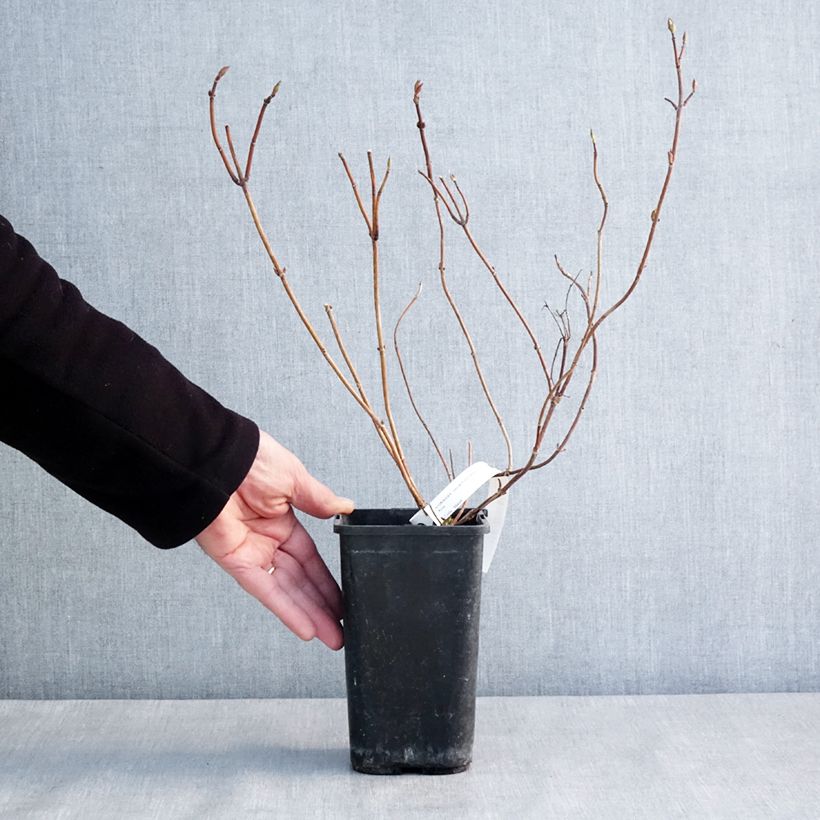 Hortensia French Bolero - Hydrangea Maceta 1,5L/2L Ejemplar entregado en invierno