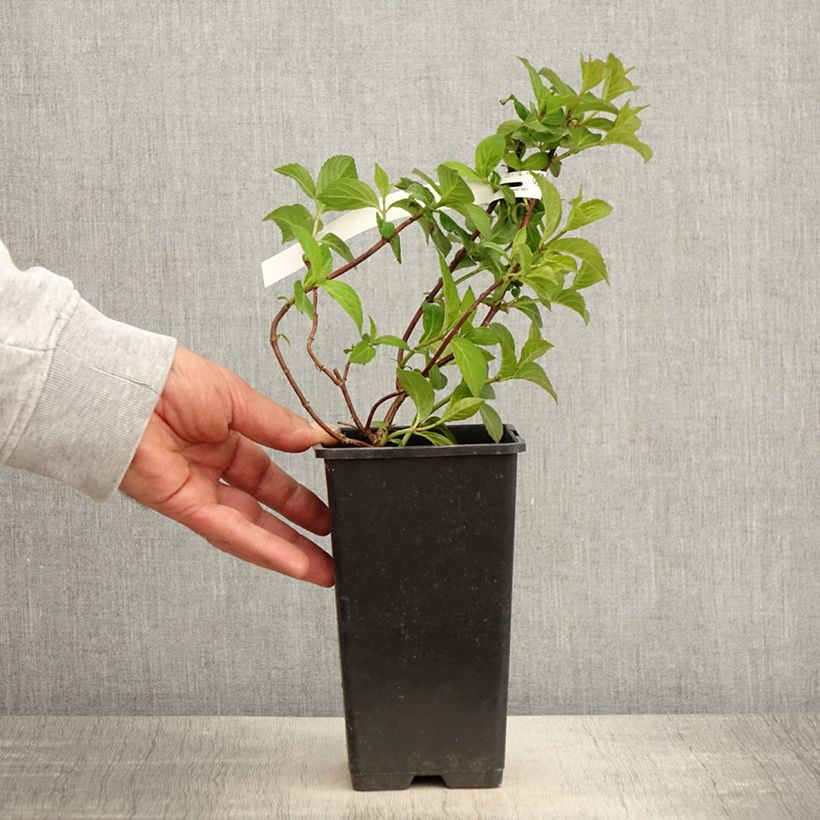 Hortensia French Bolero - Hydrangea Maceta 1,5L/2L Ejemplar entregado en la primavera