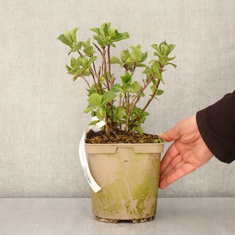 Hortensia macrophylla Amethyst - Hydrangea Maceta 3L/4L Ejemplar entregado en la primavera