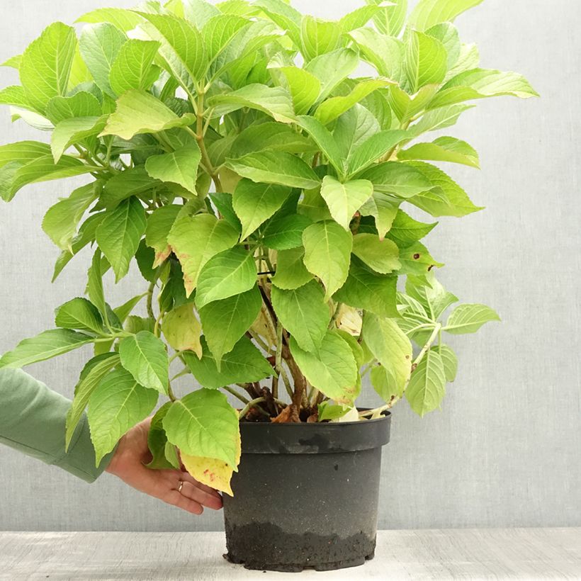 Ejemplar de Hortensia macrophylla Ayesha - Hydrangea Maceta 7,5L/10L entregado en verano