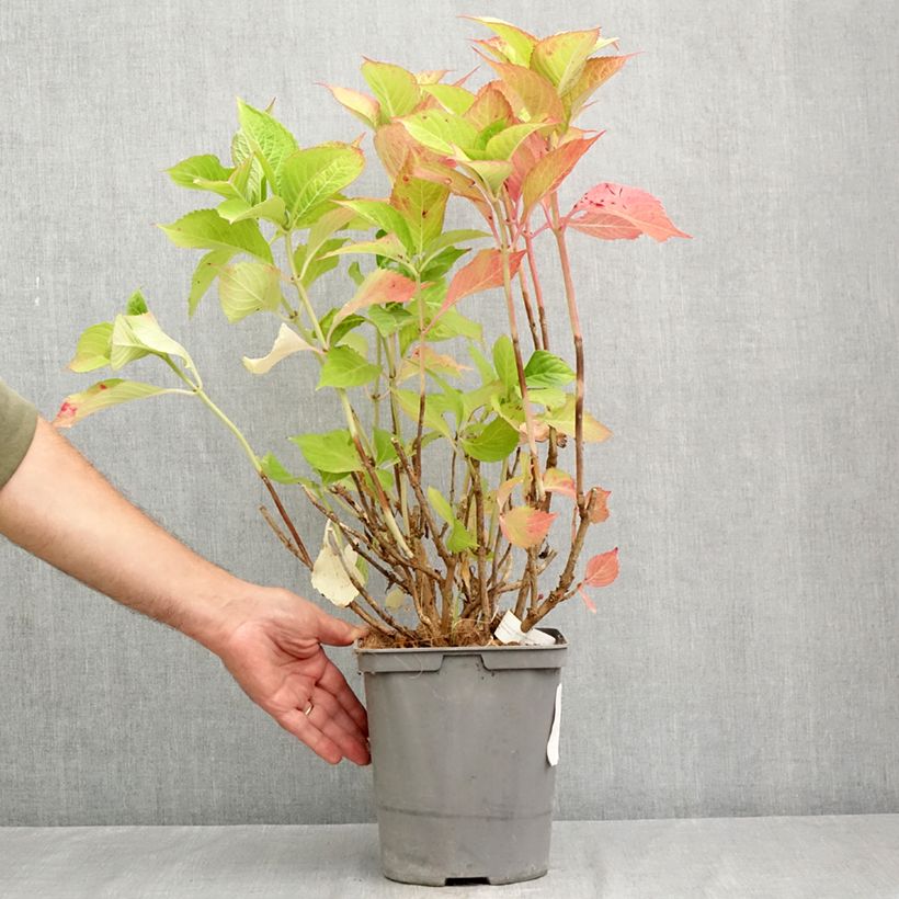 Ejemplar de Hortensia macrophylla Baron Rouge - Hydrangea Maceta 4L/5L entregado en verano