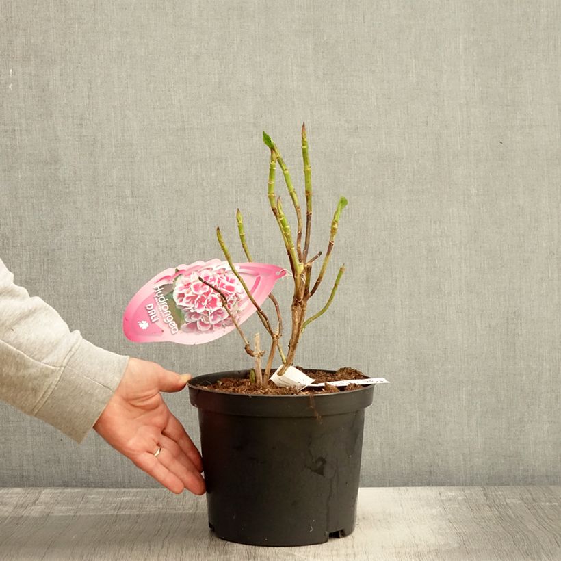 Ejemplar de Hortensia macrophylla Beautensia Dali - Hydrangea Maceta 4L/5L entregado en otoño