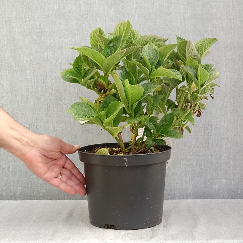 Ejemplar de Hortensia macrophylla Beautensia Dali - Hydrangea Maceta 4L/5L entregado en verano