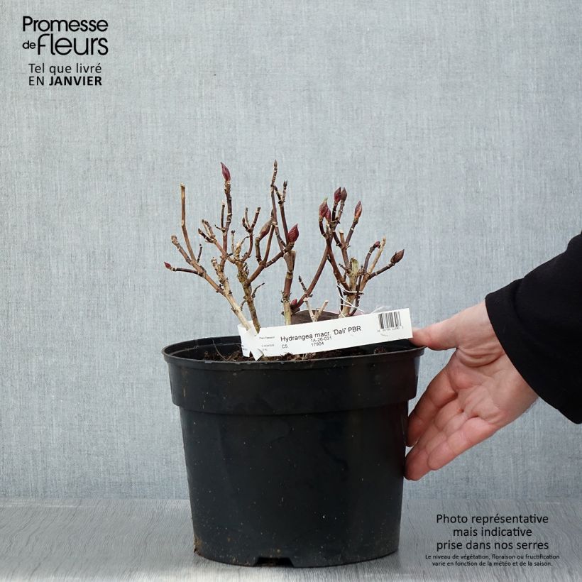 Hortensia macrophylla Beautensia Dali - Hydrangea Maceta 4L/5L Ejemplar entregado en invierno