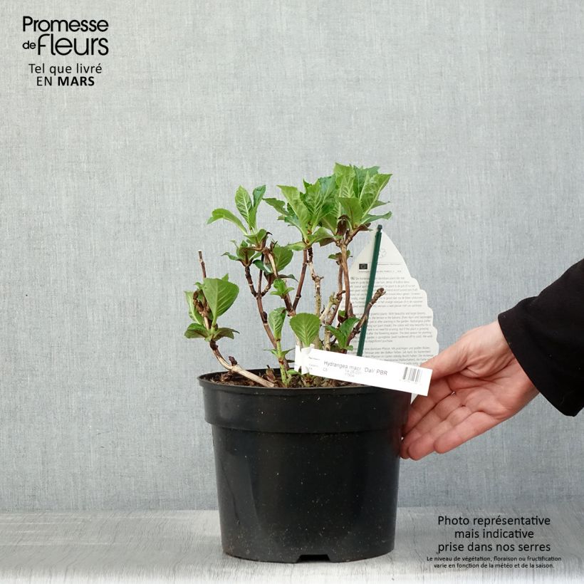 Hortensia macrophylla Beautensia Dali - Hydrangea Maceta 4L/5L Ejemplar entregado en la primavera