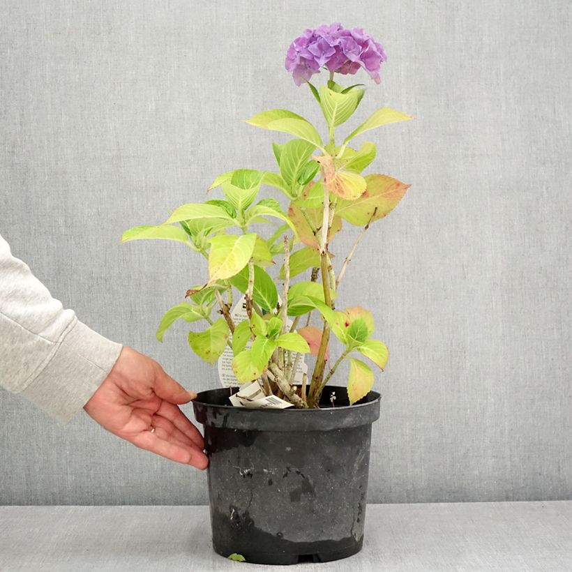 Ejemplar de Hortensia macrophylla Beautensia Spike - Hydrangea Maceta 4L/5L entregado en verano