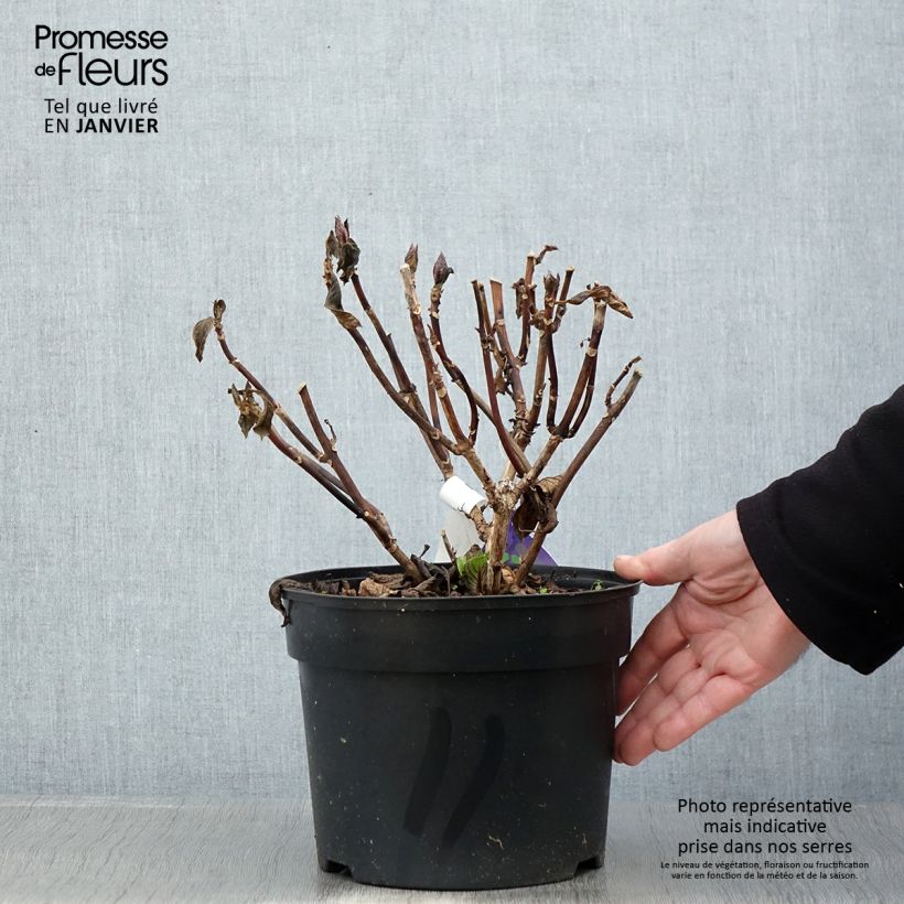 Hortensia macrophylla Beautensia Spike - Hydrangea Maceta 4L/5L Ejemplar entregado en invierno