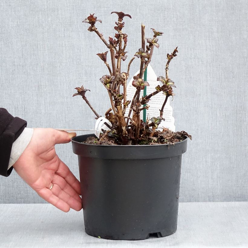 Hortensia macrophylla Benthe - Hydrangea Maceta 4L/5L Ejemplar entregado en la primavera