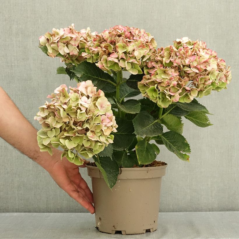 Ejemplar de Hydrangea macrophylla Berlin (rosa) - Hortensia Maceta 4L/5L entregado en verano