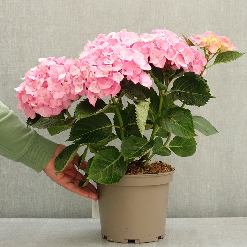 Hydrangea macrophylla Berlin (rosa) - Hortensia Maceta 4L/5L Ejemplar entregado en la primavera