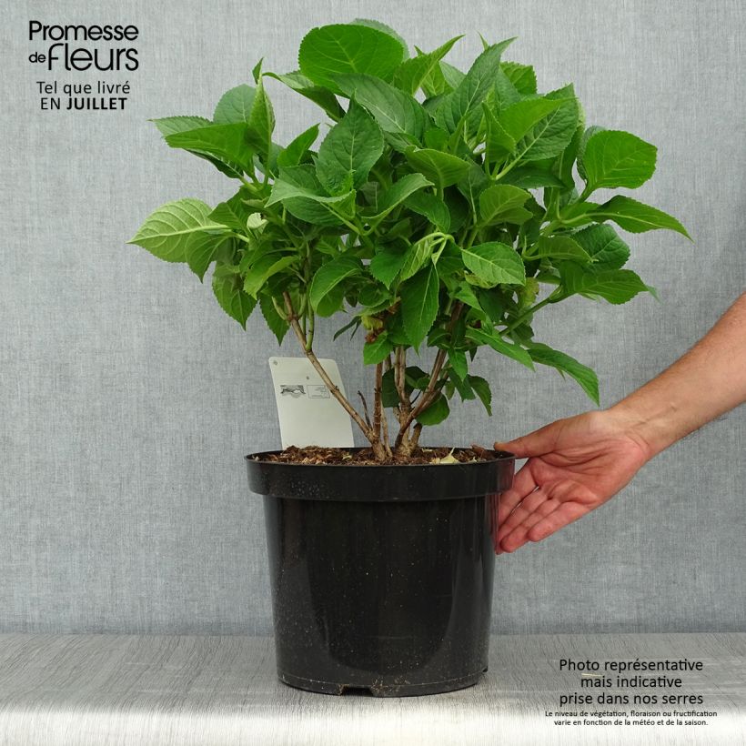 Ejemplar de Hortensia macrophylla Blaumeise - Hydrangea Maceta 7,5L/10L entregado en verano