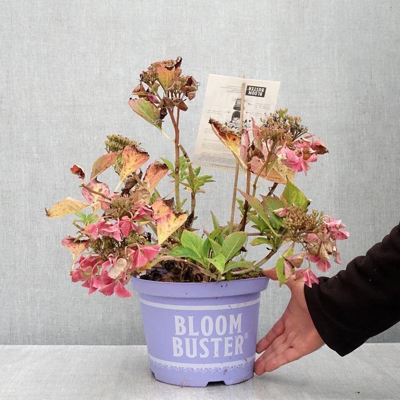 Ejemplar de Hortensia macrophylla Bloombuster rosa - Hydrangea Maceta 4L/5L entregado en otoño