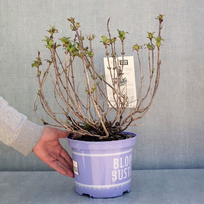 Hortensia macrophylla Bloombuster rosa - Hydrangea Maceta 4L/5L Ejemplar entregado en la primavera