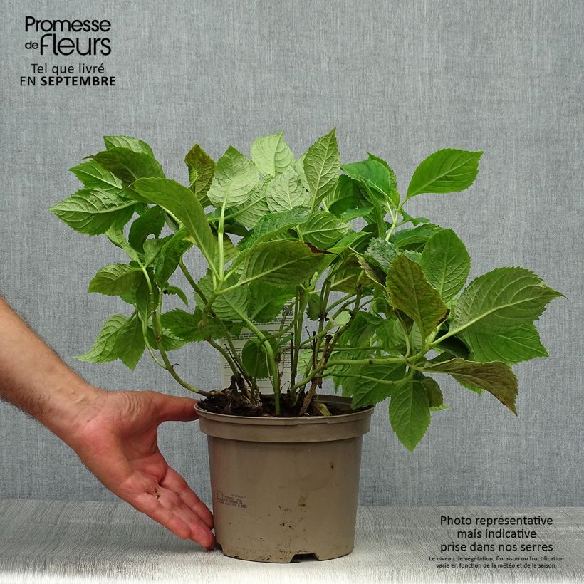 Ejemplar de Hortensia macrophylla Bouquet Rose - Hydrangea Maceta 2L/3L entregado en otoño