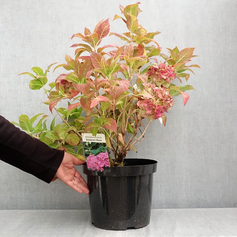 Ejemplar de Hortensia macrophylla Bouquet Rose - Hydrangea Maceta 7,5L/10L entregado en otoño