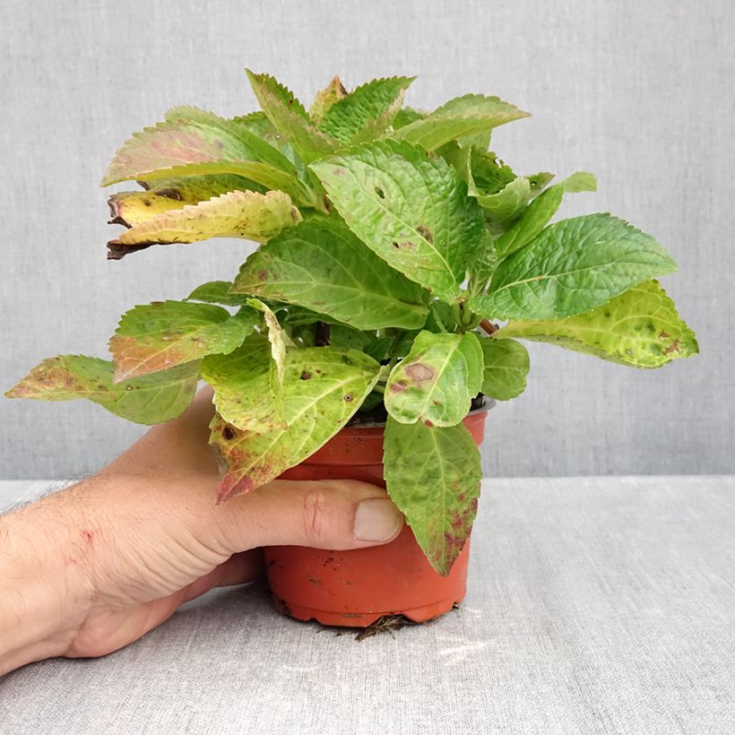 Ejemplar de Hortensia macrophylla Bright White - Hydrangea Maceta de 8/9 cm entregado en otoño