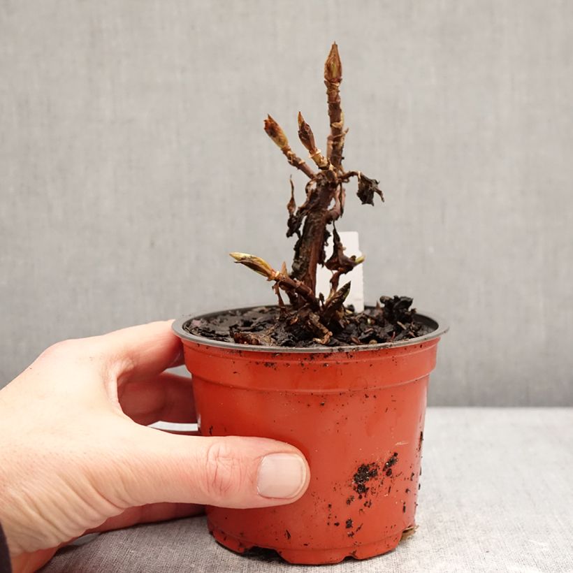 Hortensia macrophylla Bright White - Hydrangea Maceta de 8/9 cm Ejemplar entregado en invierno