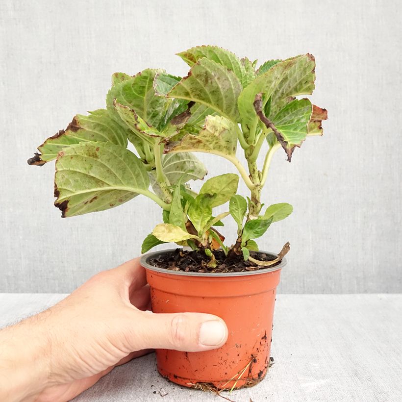 Ejemplar de Hortensia macrophylla Caipirinha - Hydrangea Maceta de 12 cm / 13 cm entregado en otoño