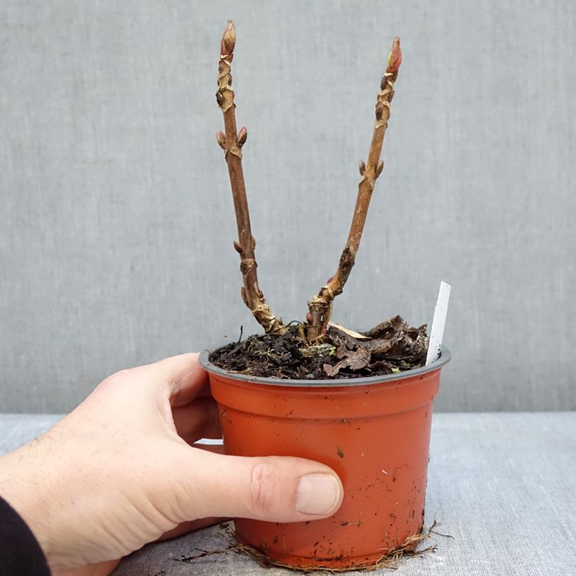 Hortensia macrophylla Caipirinha - Hydrangea Maceta de 12 cm / 13 cm Ejemplar entregado en invierno