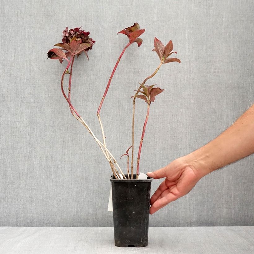 Ejemplar de Hortensia macrophylla Chocolate Ever Belles - Hydrangea Maceta 1,5L/2L entregado en verano