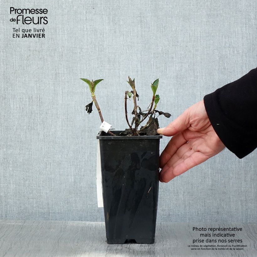 Hortensia macrophylla Chocolate Ever Belles - Hydrangea Maceta 1,5L/2L Ejemplar entregado en invierno