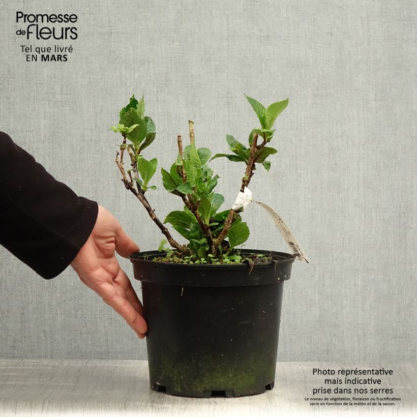 Hortensia macrophylla Chocolate Ever Belles - Hydrangea Maceta 4L/5L Ejemplar entregado en la primavera