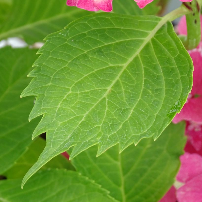 Hortensia macrophylla Constellation - Hydrangea (Follaje)