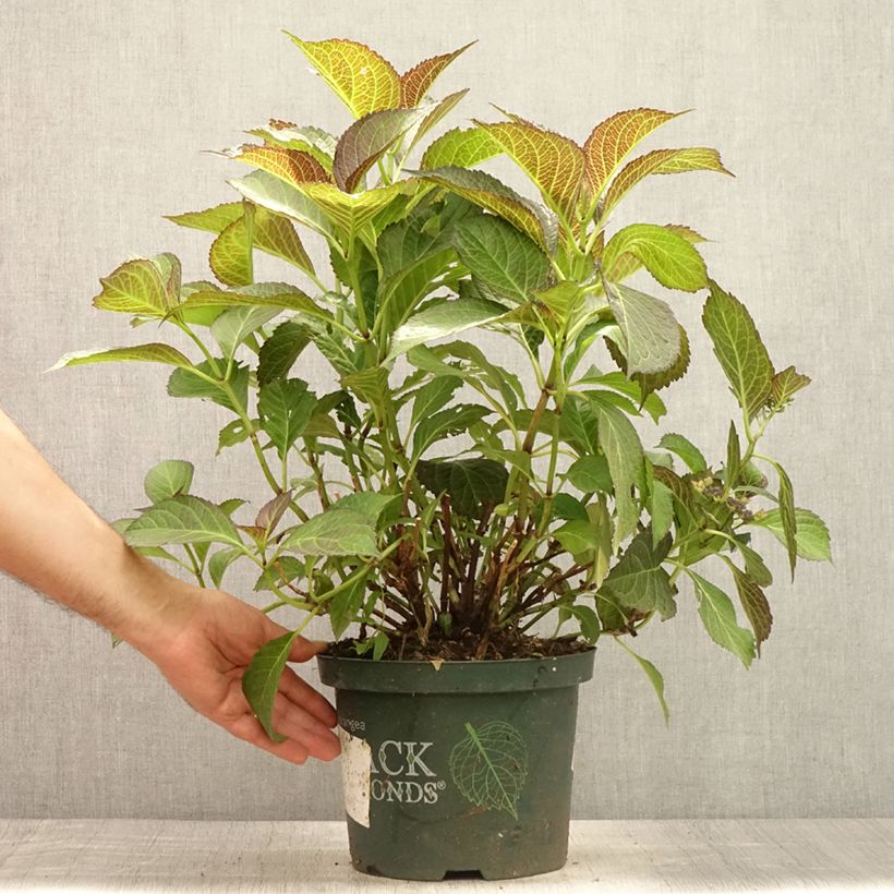 Ejemplar de Hortensia macrophylla Dark Angel Purple - Hydrangea Maceta 2L/3L entregado en verano