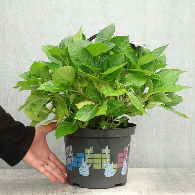 Ejemplar de Hortensia macrophylla Deep Purple Dance - Hydrangea Maceta 4L/5L entregado en otoño