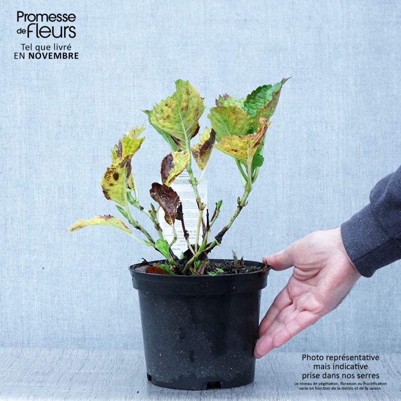 Ejemplar de Hortensia macrophylla Deutschland - Hydrangea Maceta 2L/3L entregado en otoño