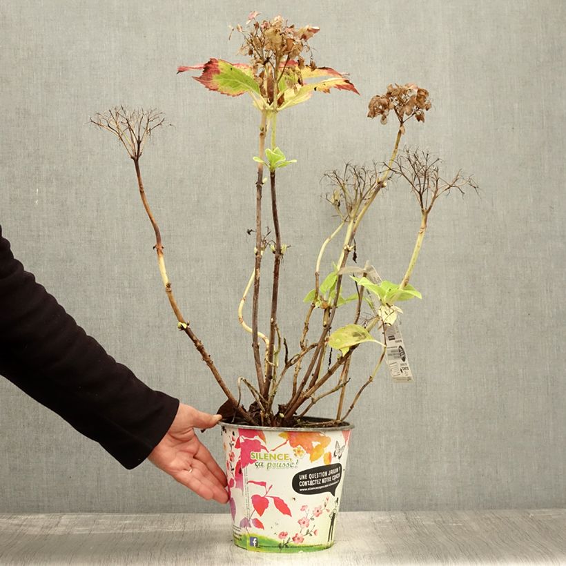 Ejemplar de Hortensia macrophylla Dolce Fragola - Hydrangea Maceta 4L/5L entregado en otoño