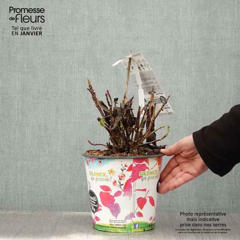 Hortensia macrophylla Dolce Fragola - Hydrangea Maceta 4L/5L Ejemplar entregado en invierno