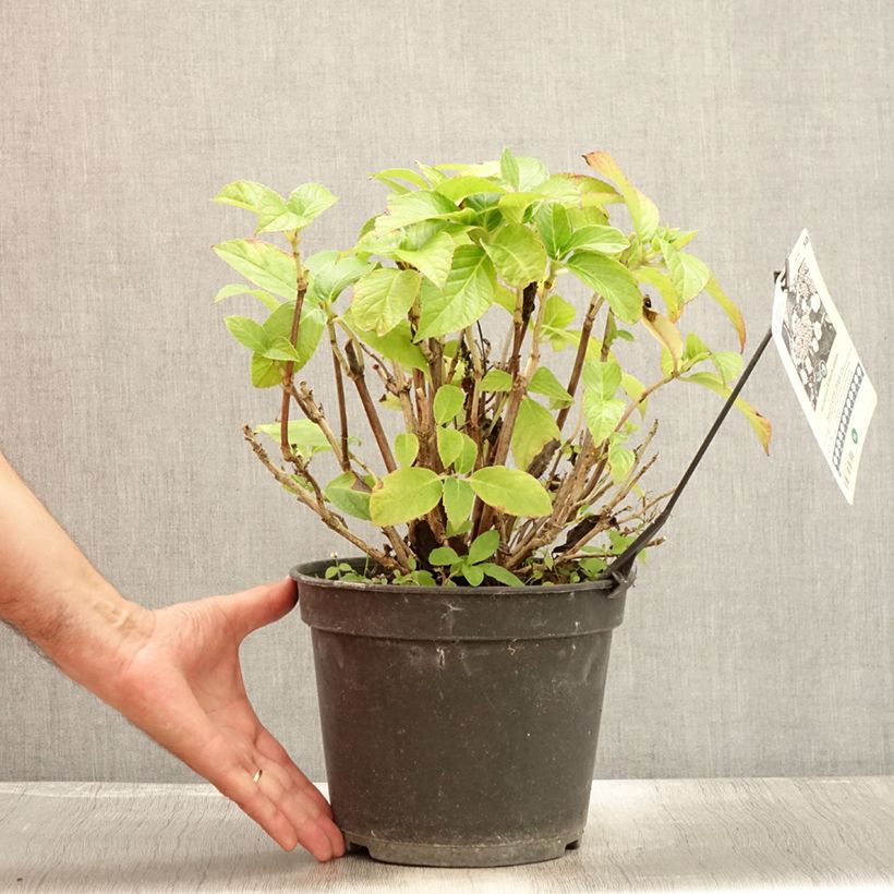 Ejemplar de Hortensia macrophylla Dolce Gipsy - Hydrangea Maceta 4L/5L entregado en verano