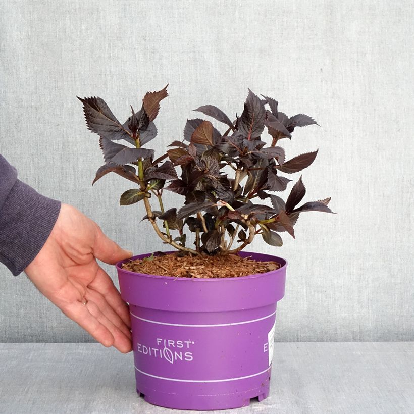 Hortensia macrophylla Eclipse - Hydrangea Maceta 3L/4L Ejemplar entregado en la primavera
