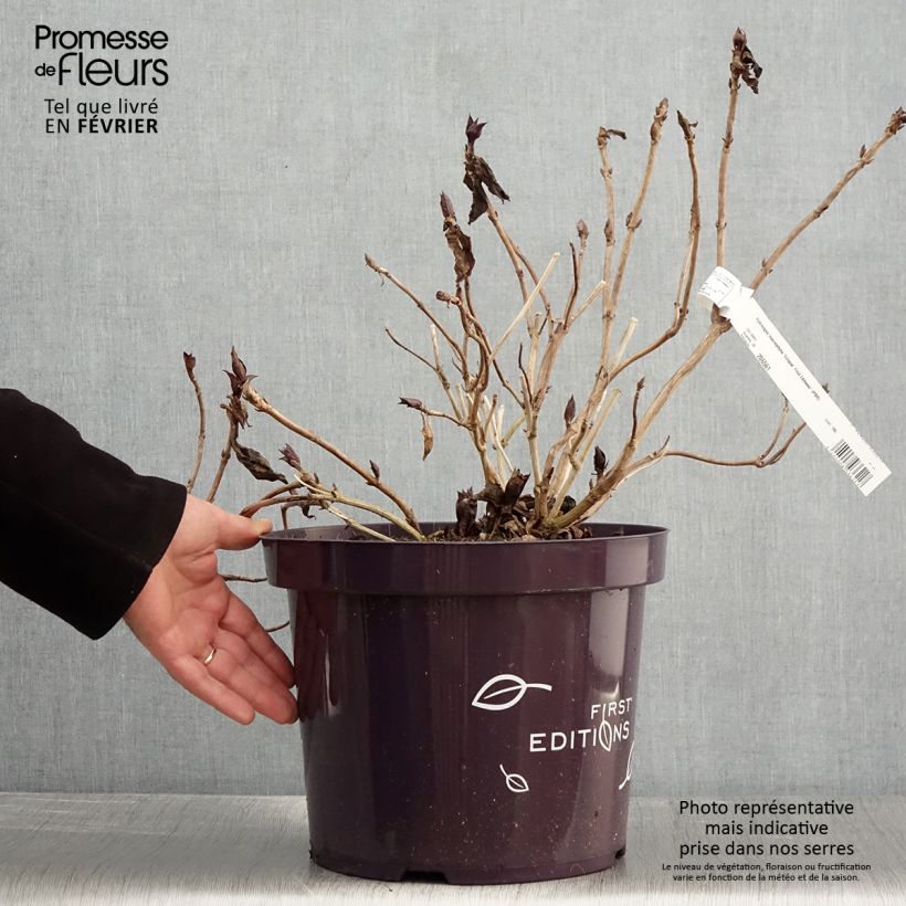 Hortensia macrophylla Eclipse - Hydrangea Maceta 3L/4L Ejemplar entregado en invierno