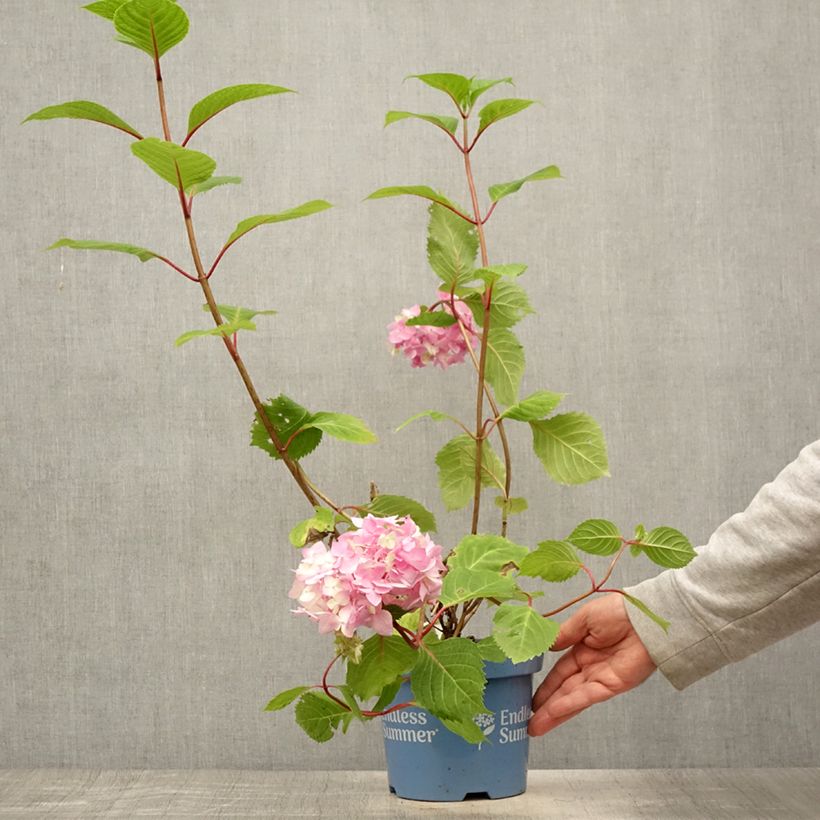 Ejemplar de Hortensia macrophylla Endless Summer Bloomstar - Hydrangea Maceta 3L/4L entregado en verano