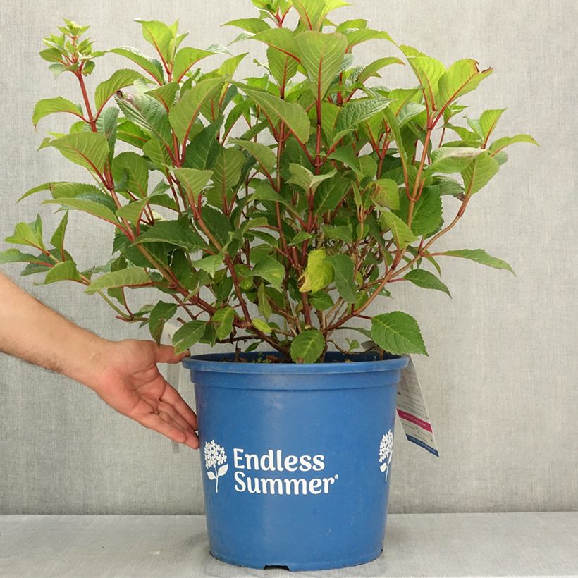 Ejemplar de Hortensia macrophylla Endless Summer Bloomstar - Hydrangea Maceta 12L/15L entregado en verano
